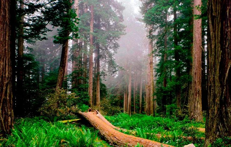 Bosque de alerces