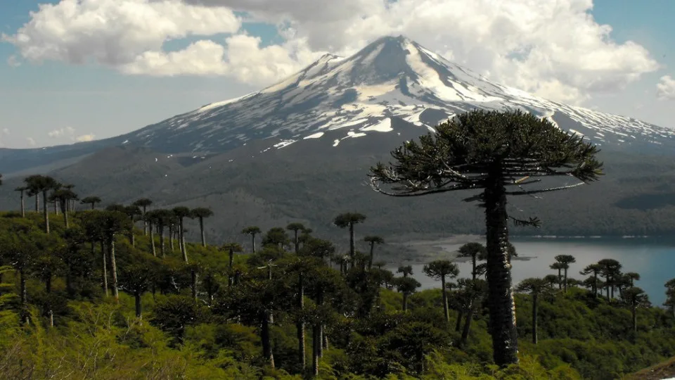 Araucarias