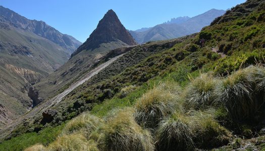 Webinar “Aportes privados a la conservación de los ecosistemas de la Zona Central de Chile”